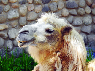 Zoo. Animals. Camel.