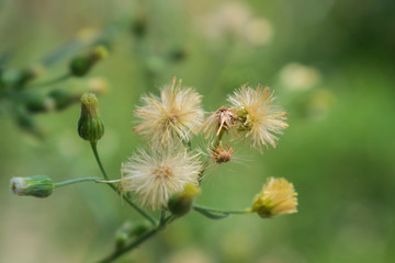 The grass is white and the background is blurred.