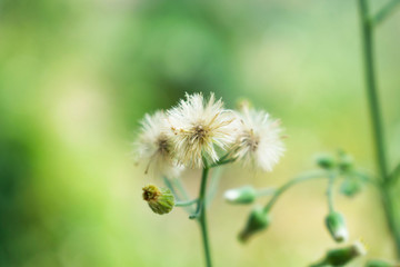 White grass flowers, blurred background