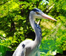 Birds. Zoo. Great Blue Heron.
