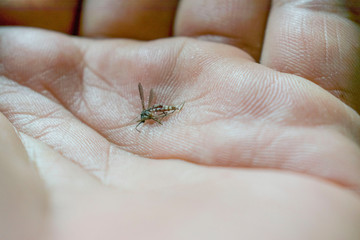 The dead mosquitoes are dead.