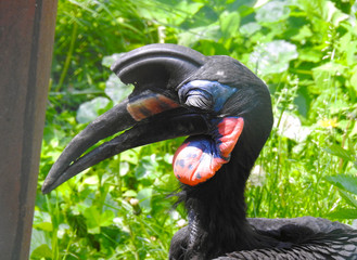 Zoo. Birds. Horned raven or rhino bird.