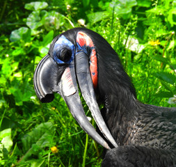 Zoo. Birds. Horned raven or rhino bird.