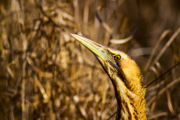 Nature and bird. Bird: Eurasian Bittern. Botaurus stellaris. Yellow brown habitat background. 