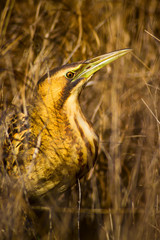 Nature and bird. Bird: Eurasian Bittern. Botaurus stellaris. Yellow brown habitat background. 