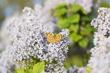 Butterfly Vanessa cardui on lilac flowers. Pollination blooming lilacs.