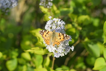 Butterfly Vanessa cardui on lilac flowers. Pollination blooming lilacs.