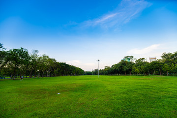 Colorful sunset sky with cloud green grass and silhouette tree