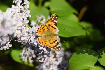 Obraz premium Butterfly Vanessa cardui on lilac flowers. Pollination blooming lilacs.