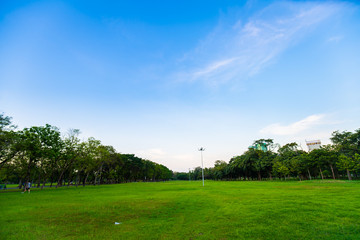 Green city public park with meadow and tree sky cloud