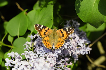 Obraz premium Butterfly Vanessa cardui on lilac flowers. Pollination blooming lilacs.