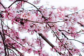 Sakura or cherry blossom flower full bloom in spring season at japan 