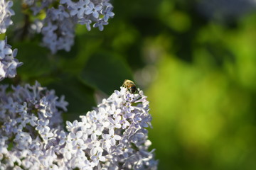 Flower fly on lilac flowers