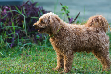 The male dog, a brown poodle, walks in the lawn.