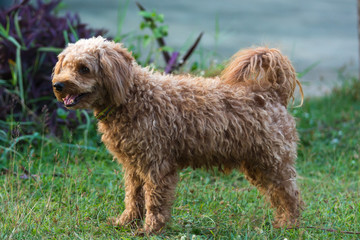 The male dog, a brown poodle, walks in the lawn.