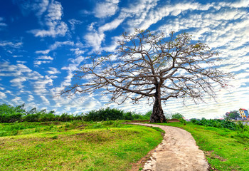 Fototapeta na wymiar The path to the ancient Bombax ceiba tree with dramatic sky embellishes the beauty of northern Vietnam