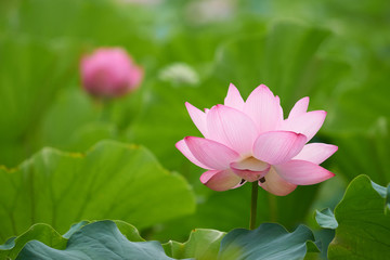 夏の池に蕾と並んで咲くハスの花。成長した未来の姿。