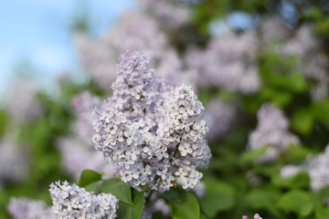 Obraz premium Flowers blooming lilac. Beautiful purple lilac flowers outdoors.