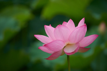 Fototapeta premium 夏の池に咲くハスの花、日本の景色。