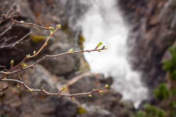 Early spring buds with waterfalls in the background