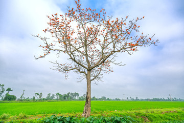 Fototapeta na wymiar The beautiful Bombax Ceiba tree blooms in spring. This flower works as a medicine to treat inflammation, detoxification, antiseptic, blood circulation is very useful for human health