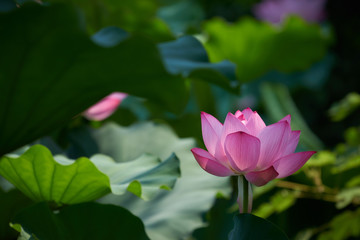 公園の池に咲くスイレンの花、日本の夏の風景。