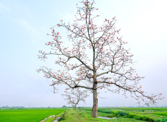 Fototapeta na wymiar The beautiful Bombax Ceiba flower blooms in spring. This flower works as a medicine to treat inflammation, detoxification, antiseptic, blood circulation is very useful for human health