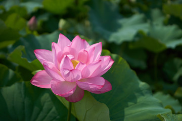 Obraz premium 公園の池に咲くスイレンの花、日本の夏の風景。