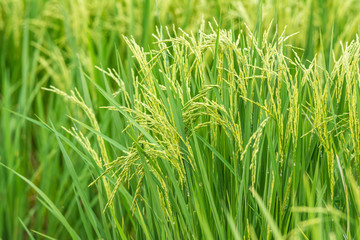 Beautiful green rice grains in the fields