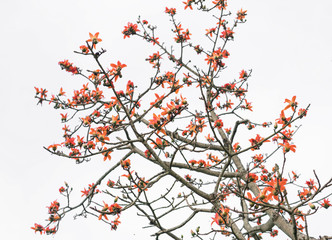 The beautiful Bombax Ceiba flower blooms in spring. This flower works as a medicine to treat inflammation, detoxification, antiseptic, blood circulation is very useful for human health