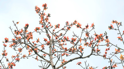 The beautiful Bombax Ceiba flower blooms in spring. This flower works as a medicine to treat inflammation, detoxification, antiseptic, blood circulation is very useful for human health