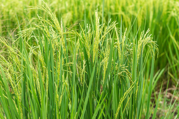 Beautiful green rice grains in the fields