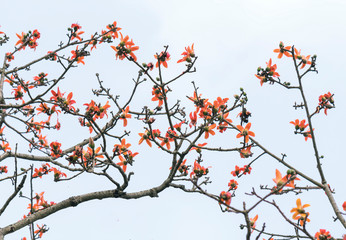 The beautiful Bombax Ceiba flower blooms in spring. This flower works as a medicine to treat inflammation, detoxification, antiseptic, blood circulation is very useful for human health