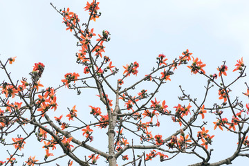 The beautiful Bombax Ceiba flower blooms in spring. This flower works as a medicine to treat inflammation, detoxification, antiseptic, blood circulation is very useful for human health