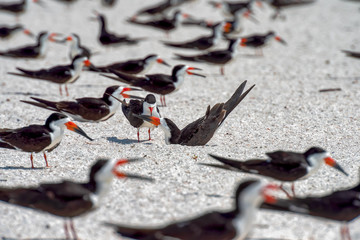 Black skimmer scraping