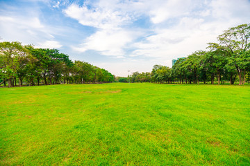 Fototapeta na wymiar Green city public park with meadow and tree sky cloud