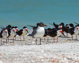 Laughing gull