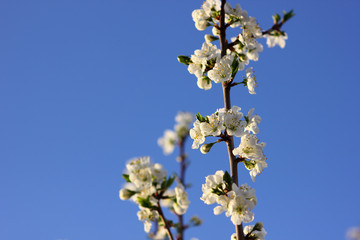 plum branch in spring bloom on blue sky background
