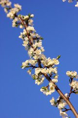 plum branch in spring bloom on blue sky background