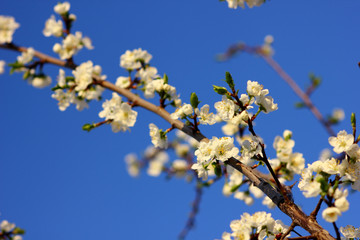 plum branch in spring bloom on blue sky background