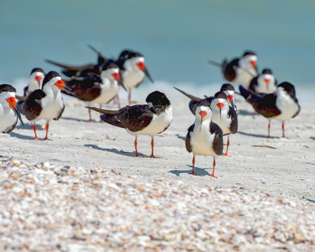 Bunch of black skimmers