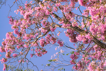 pink flowers on a blue background