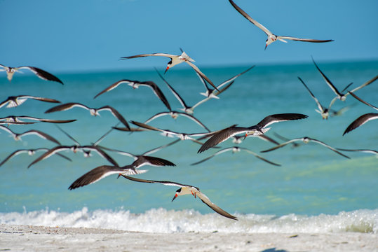 Birds preparing to land