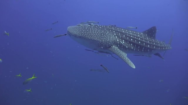 The whale shark slowly comes close to the camera and passed away 