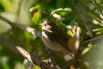 Red-breasted Flycatcher