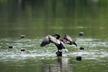 Great Cormorant in the lake