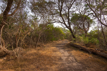 A walking track, narrow and eroded.