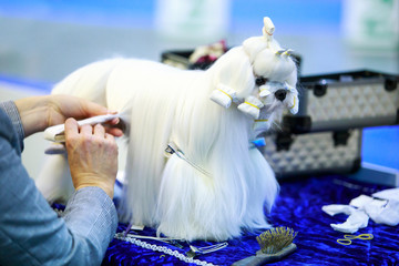 Grooming dog breed Maltese