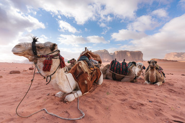 Group of camels chilling in the morning at Wadi Rum desert, Jordan, Middle-East