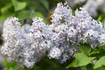 Flowers blooming lilac. Beautiful purple lilac flowers outdoors.